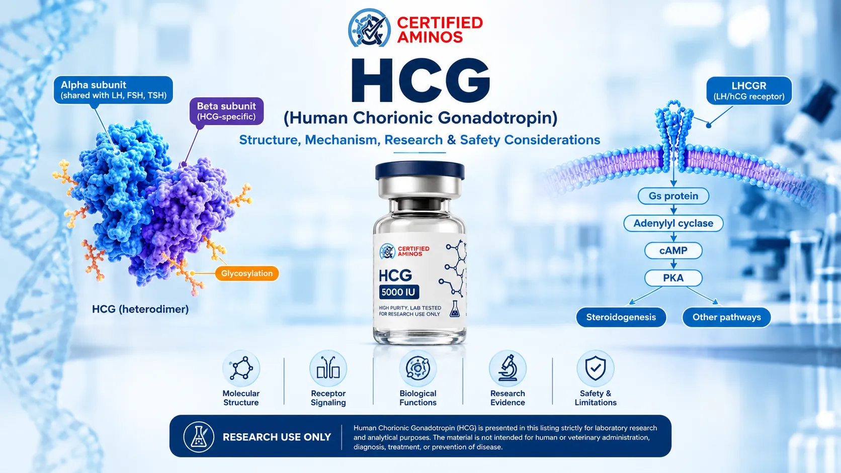 HCG: Research, Mechanism of Action, Biological Functions & Safety Considerations